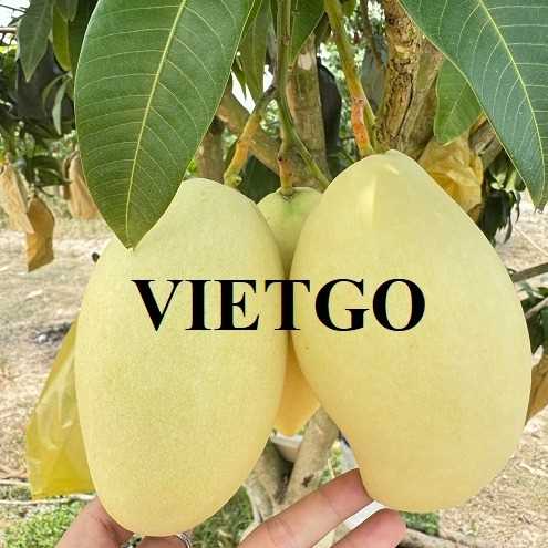 Cơ hội xuất khẩu xoài keo vàng sang thị trường Oman