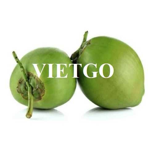 Cơ hội xuất khẩu dừa tươi sang thị trường Đức