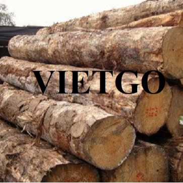 Thương vụ xuất khẩu gỗ bạch đàn tròn đến thị trường Ấn Độ 