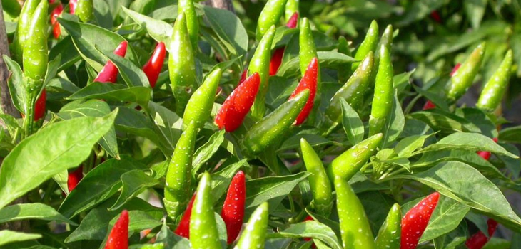 Cần mua sản phẩm ớt để phục vụ xuất khẩu