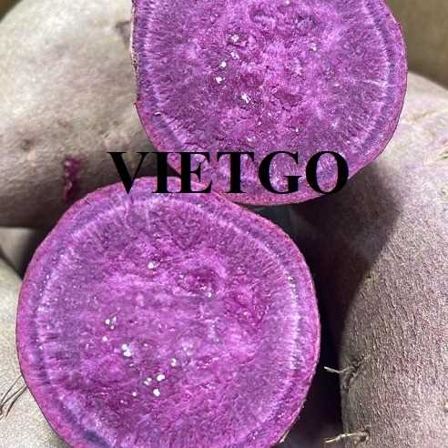 Cơ hội xuất khẩu khoai lang ruột tím đến Cộng hòa Dominica