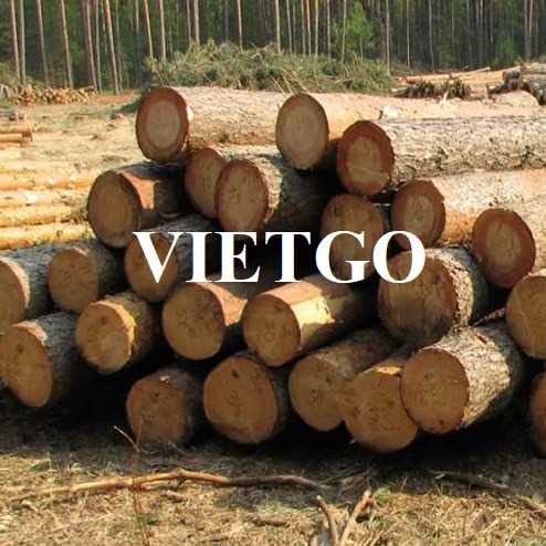 Thương vụ xuất khẩu gỗ thông sang thị trường Ấn Độ