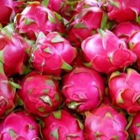 i'm looking for dragon fruit