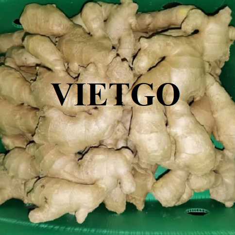 Cơ hội hợp tác xuất khẩu gừng tươi đến thị trường Bangladesh