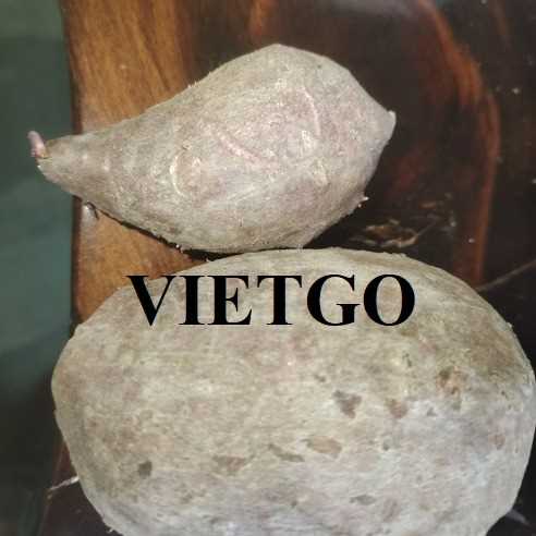 Cơ hội xuất khẩu khoai lang ruột tím sang thị trường Trung Quốc