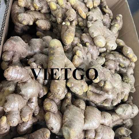 Cơ hội xuất khẩu gừng tươi sang thị trường Bangladesh