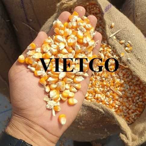 Cơ hội xuất khẩu ngô đến thị trường Sri Lanka 