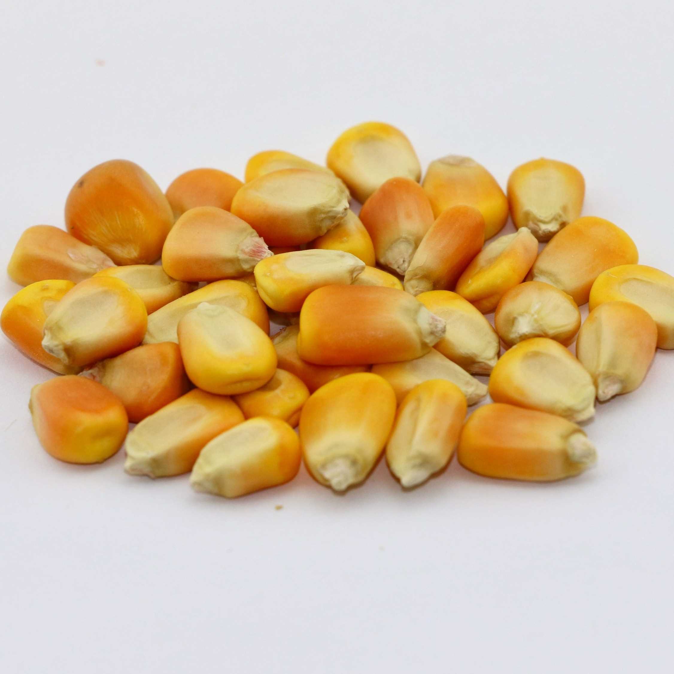 i want to buy corn