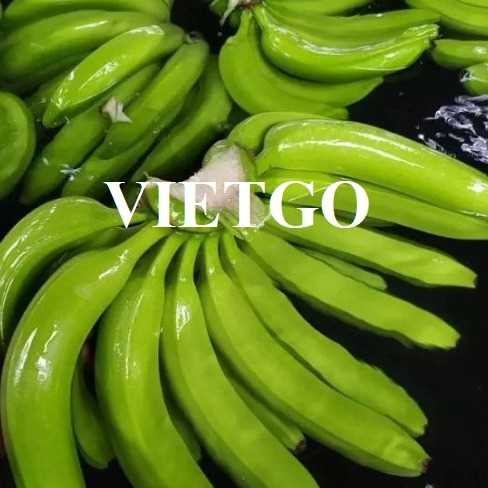 Thương vụ xuất khẩu chuối đến thị trường Ấn Độ