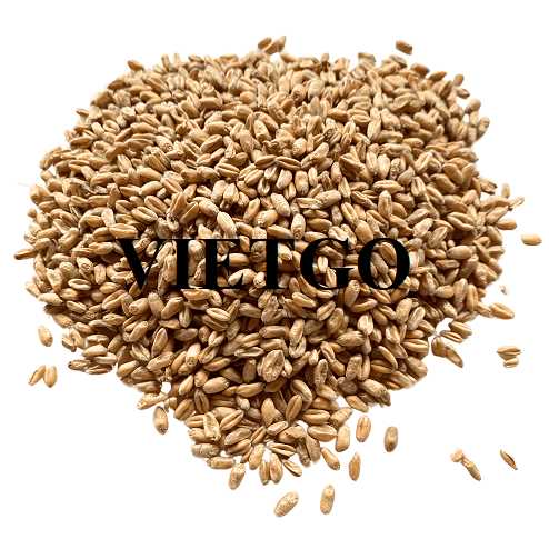 Cơ hội xuất khẩu lúa mì sang thị trường Ai Cập