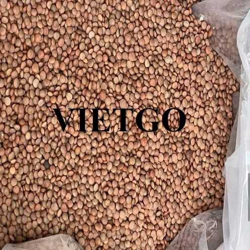 Cơ hội hợp tác xuất khẩu đậu lăng đến thị trường Thổ Nhĩ Kỳ