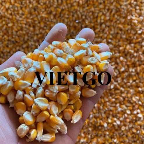 Cơ hội hợp tác xuất khẩu ngô vàng đến thị trường Philippines
