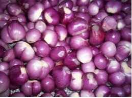 Cần tìm cước biển cho hàng hành tím đến cảng Jebel Ali, UAE