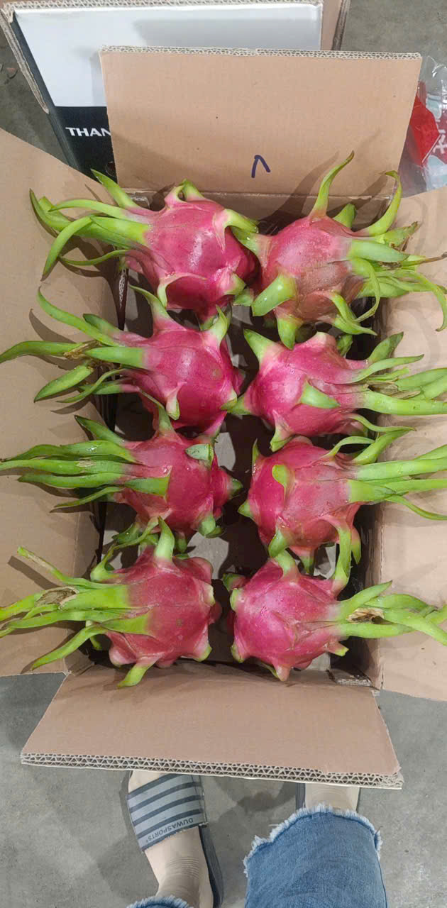 Cần tìm đơn vị vận tải vận chuyển hàng thanh long đi Ấn Độ