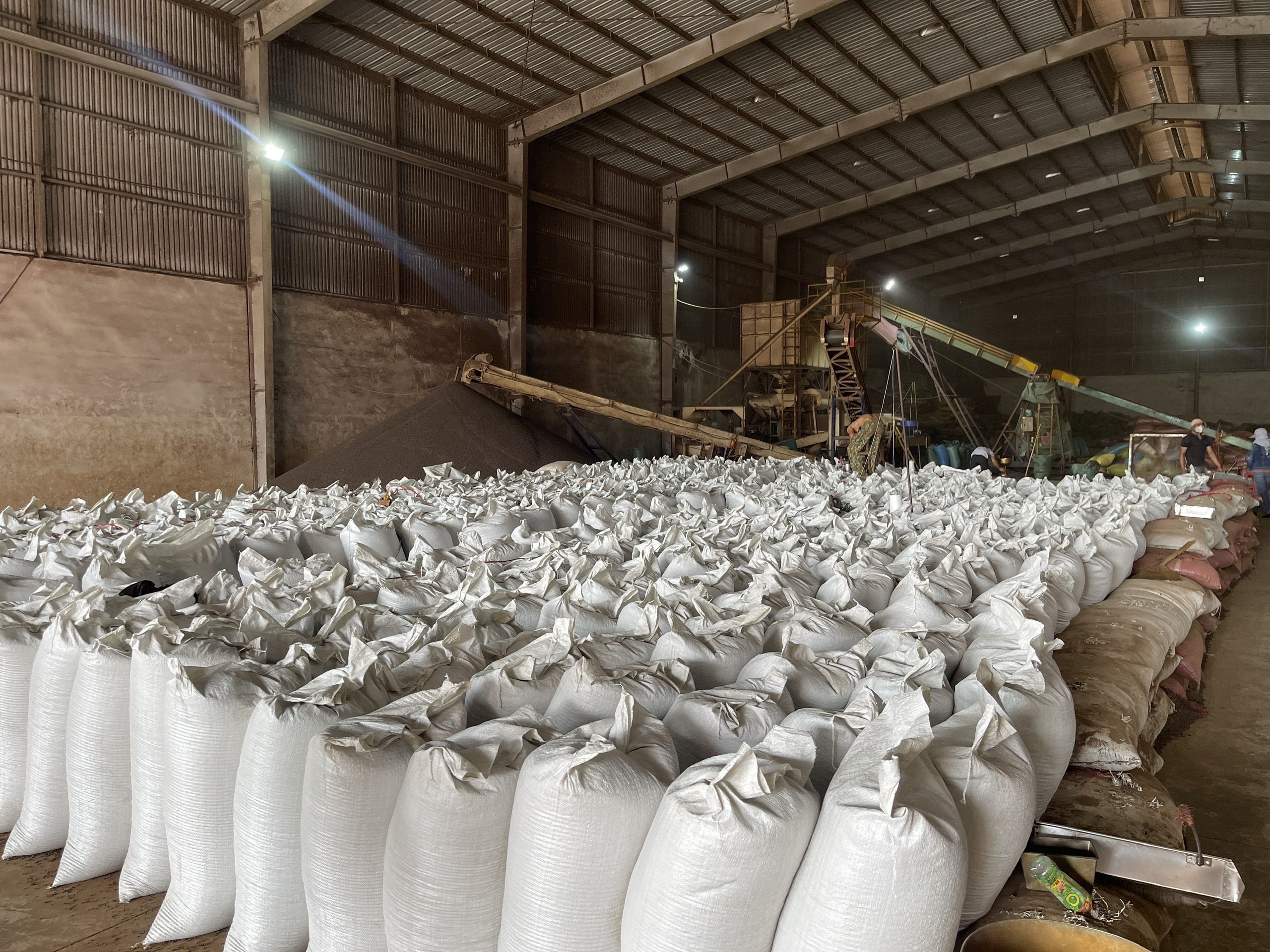 CẦN TÌM FWD HỖ TRỢ XK HẠT TIÊU CẢNG CÁT LÁI - Cảng Alexandria, Ai Cập