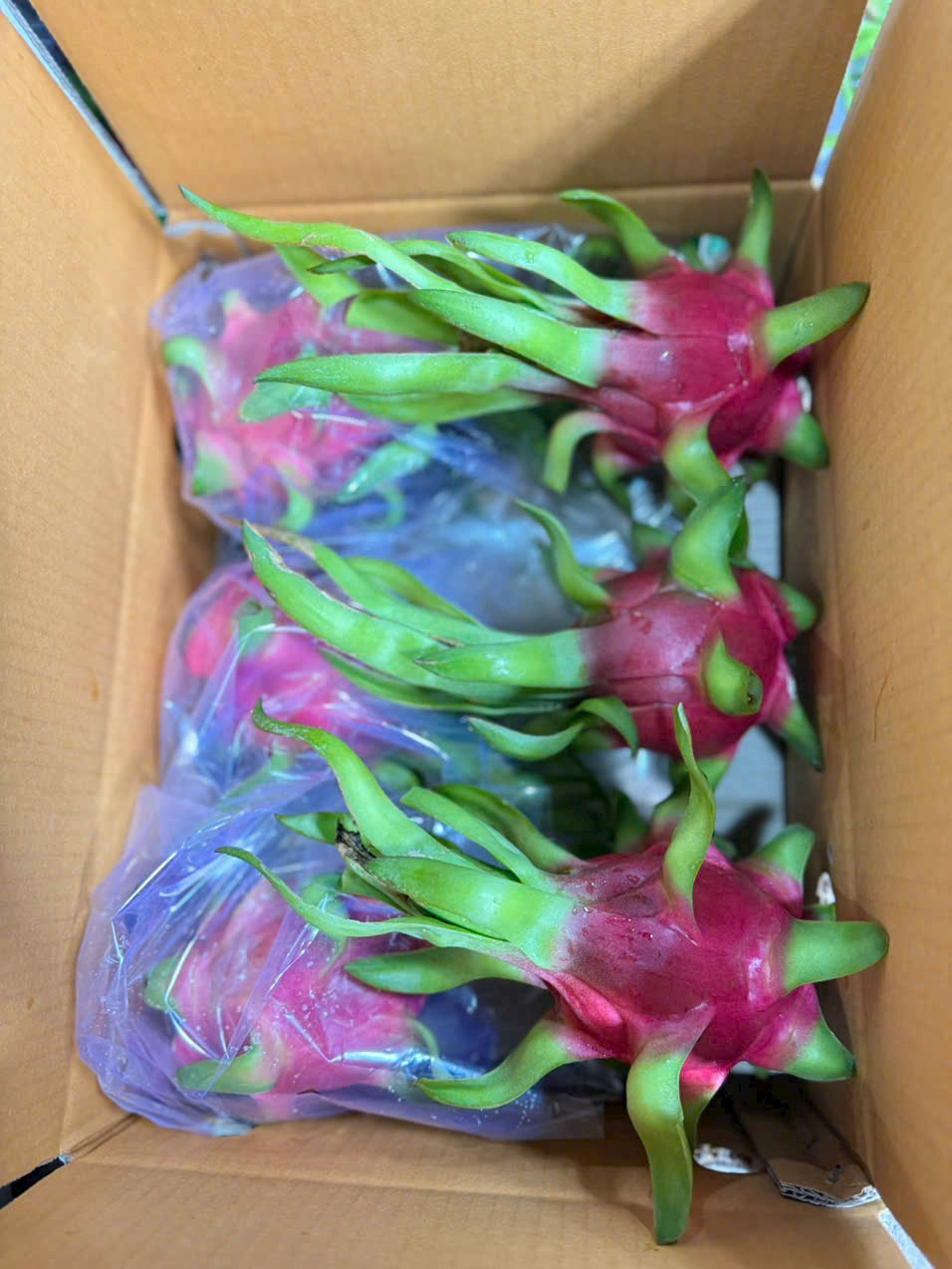 Cần tìm đơn vị vận tải vận chuyển hàng thanh long đi Ấn Độ