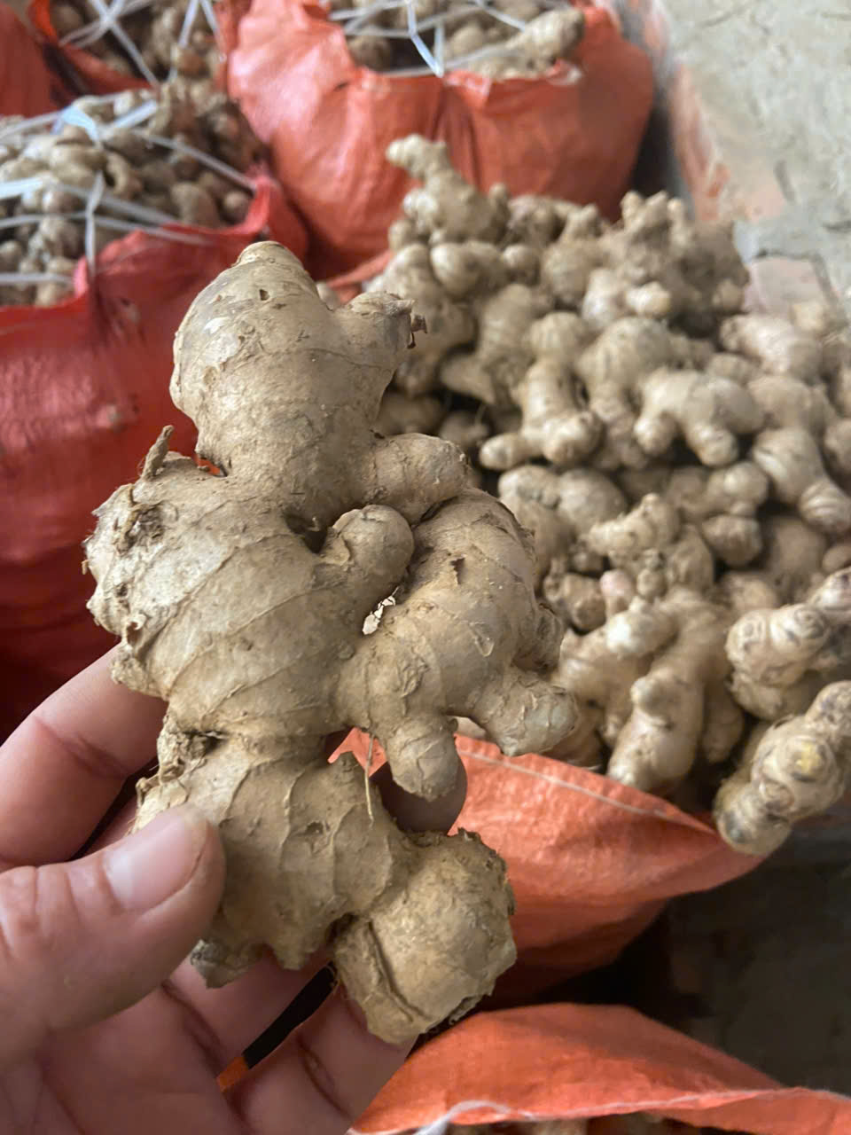 Cần tìm FWD báo giá cước vận tải hàng gừng tươi đến Jeddah Ả Rập