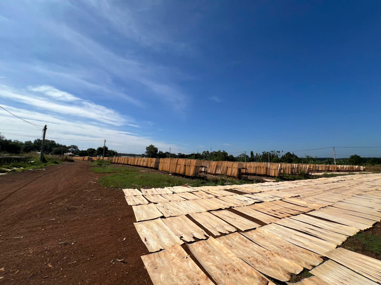 Cần tìm FWD báo giá cước vận tải hàng ván bóc đi Ấn Độ