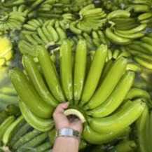 Cần tìm đơn vị vận tải vận chuyển mặt hàng chuối đi Ả Rập Xê Ut