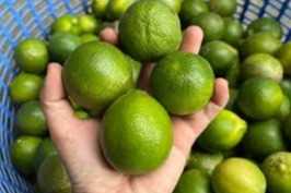 Cần tìm đơn vị vận tải vận chuyển mặt hàng chanh không hạt đi Male Madives