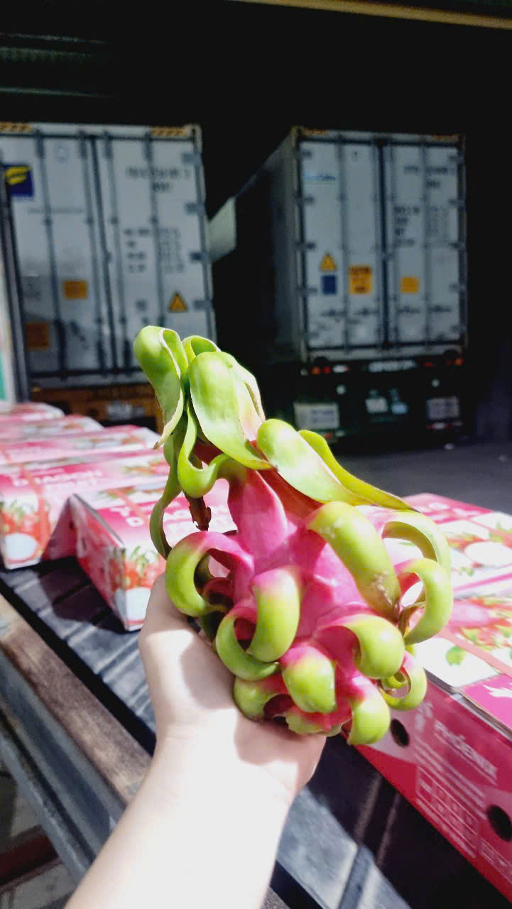 Tìm đơn vị vận tải báo giá thanh long đến Mumbai