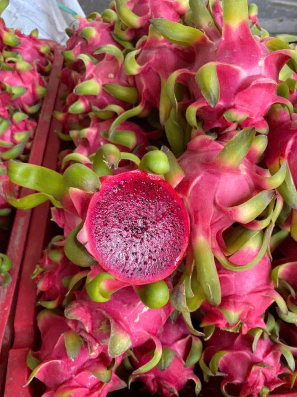 Cần tìm đơn vị vận tải báo giá vận chuyển mặt hàng thanh long đi Ấn Độ