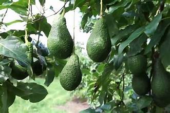 TÌM NHÀ VẬN TẢI HÀNG KHÔNG ĐI PAKISTAN 