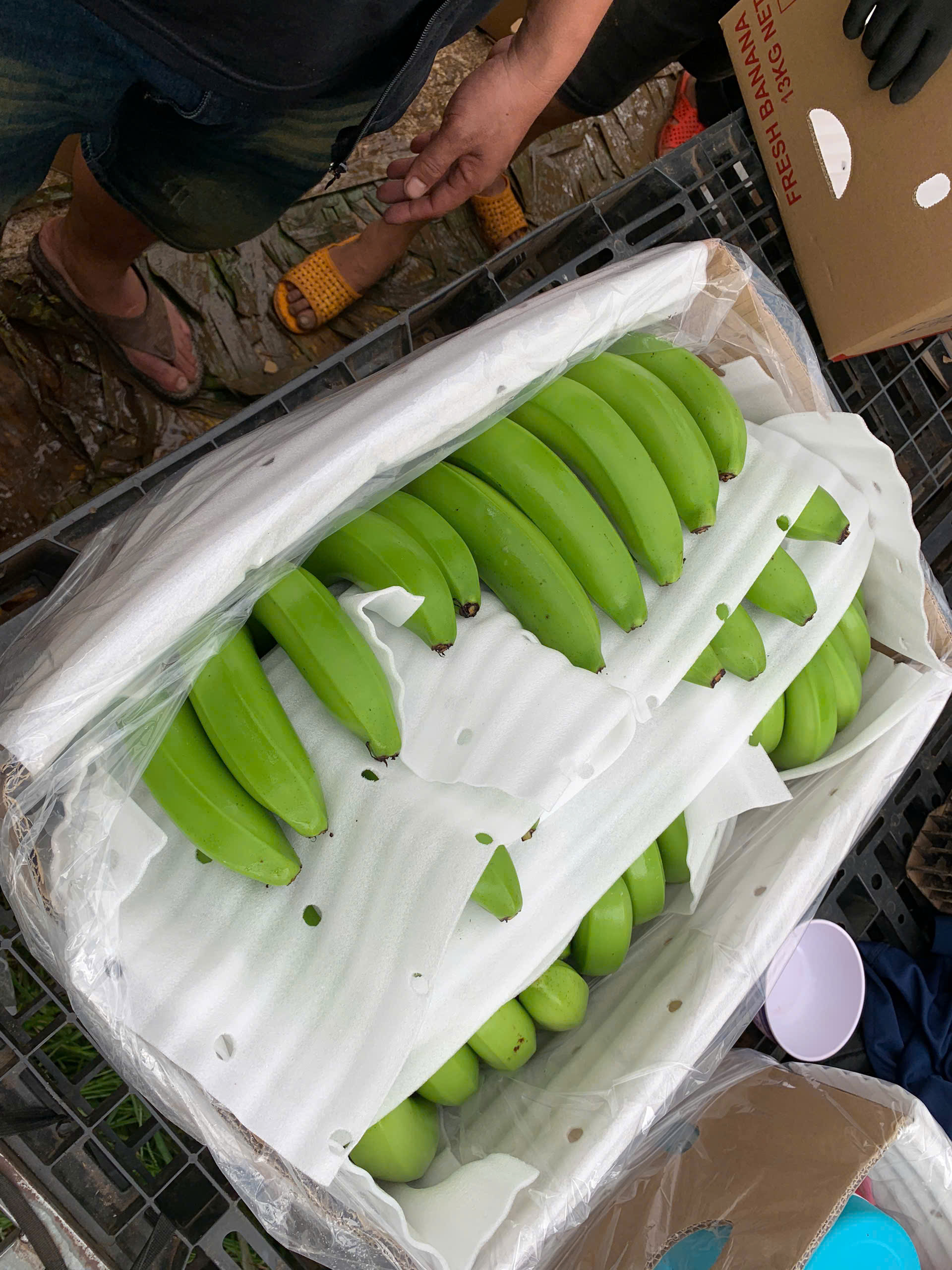 Cần tìm vận tải Chuối Cavendish đi Trung Quốc Đại Lục