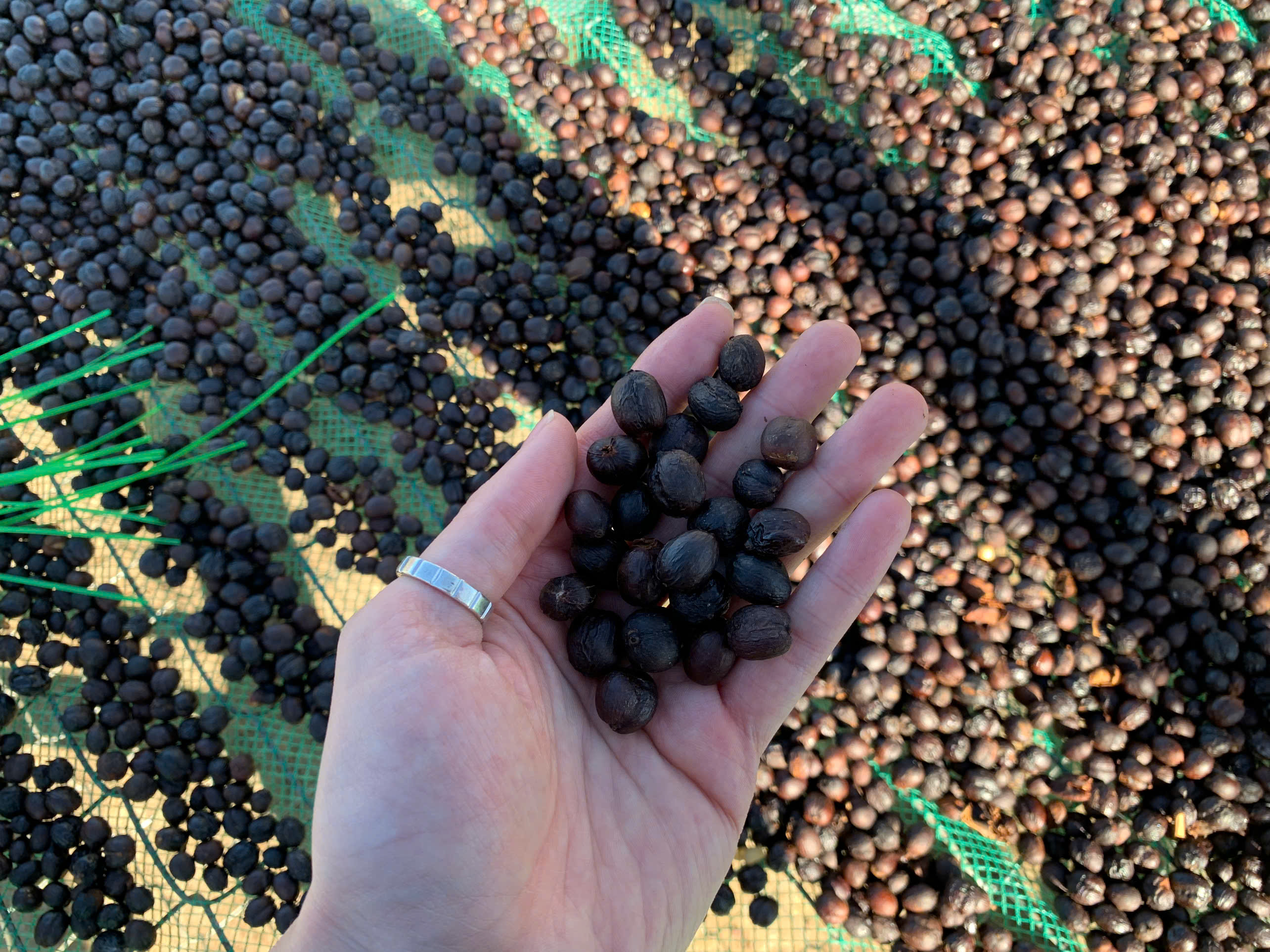 Tìm vận tải Cà phê đi Mỹ và Trung Quốc