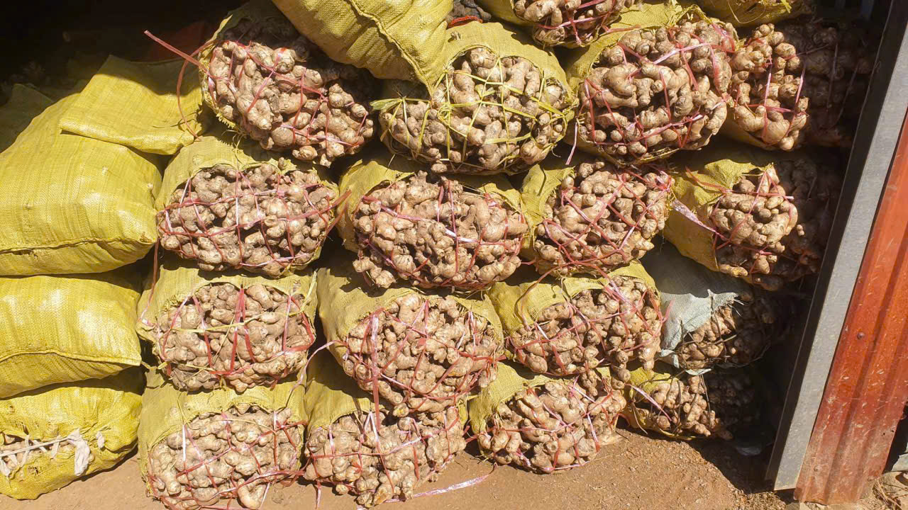 Cần tìm đơn vị vận tải gừng tươi sang Pakistan, Bangladesh, UAE