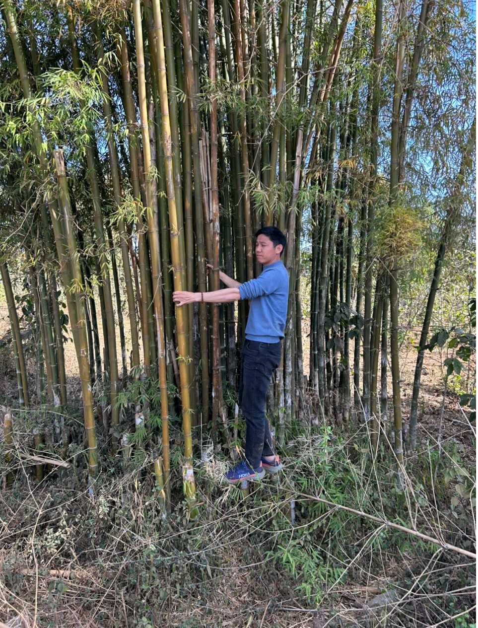 (Gấp) Cần tìm đơn vị vận tải vận chuyển mặt hàng Gậy tre từ Lào đến Hàn Quốc