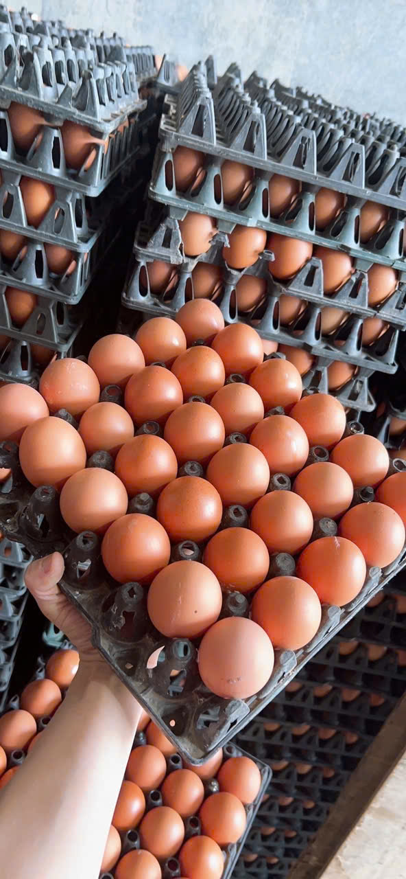 Cần tìm đơn vị vận chuyển Trứng gà đi Hồng Kong