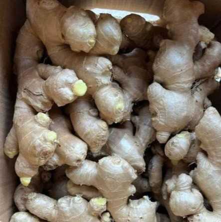 Cần tìm đơn vị vận tải vận chuyển mặt hàng gừng đến Sohar, Oman