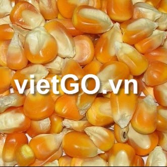 Cơ hội xuất khẩu 12.500 tấn ngô sang Ma-rốc.