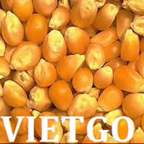 Cơ hội xuất khẩu 5000-6500 tấn ngô mỗi tháng sang Malaysia.