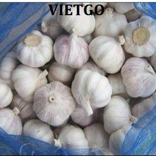 Cơ hội xuất khẩu 1 container 40ft tỏi sang cộng hòa Dominica.
