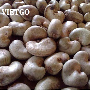 Cơ hội xuất khẩu 100 tấn hạt điều thô sang Trung Quốc.