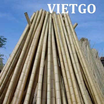 Cơ hội xuất khẩu gậy tre khô sang Ả Rập Saudi