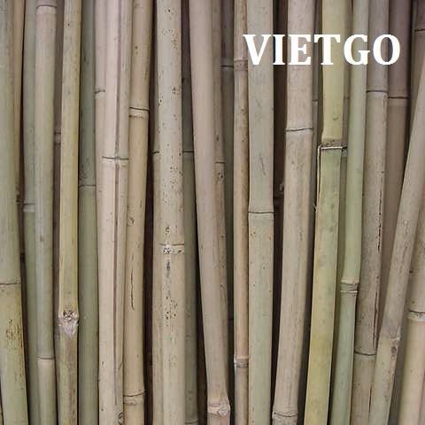 Cơ hội xuất khẩu gậy tre khô sang Úc