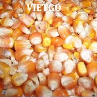 Cơ hội xuất khẩu 10.000 tấn ngô mỗi tháng sang Mozambique
