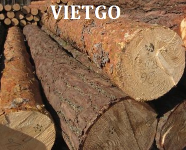 Thương gia từ Sri Lanka có nhu cầu mua 250m3 gỗ thông tròn để xuất sang Ấn Độ