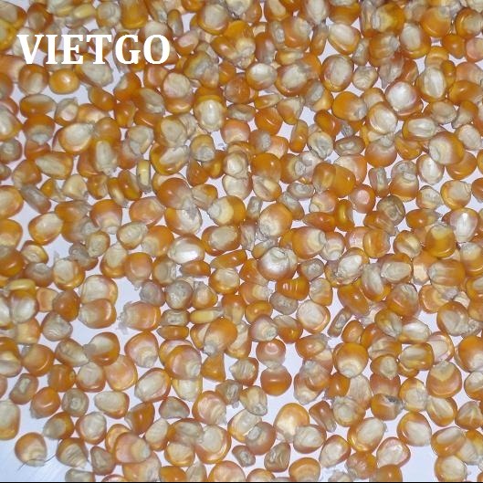 Cơ hội xuất khẩu 2.000 tấn ngô trong 2 tháng sang Ghana.