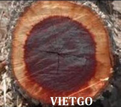 Cơ hội xuất khẩu 500 tấn gỗ keo tròn sang Indonesia