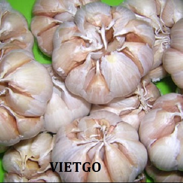 Cơ hội xuất khẩu 4 container tỏi mỗi tuần sang Pakistan.