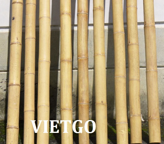 Cơ hội xuất khẩu 1 container gậy tre sang Bỉ