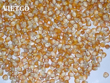 Thương nhân người Úc cần mua 1.000 tấn ngô mỗi tháng xuất khẩu sang Trung Quốc.