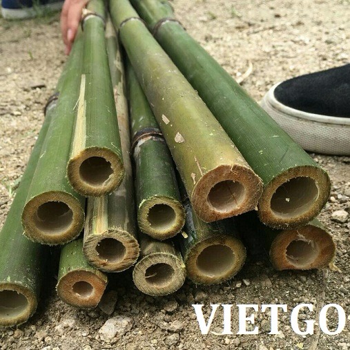 Đối tác từ Hàn Quốc có nhu cầu đặt hàng 120.000 gậy tre