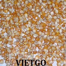 Cơ hội xuất khẩu 200 tấn ngô sang Indonesia