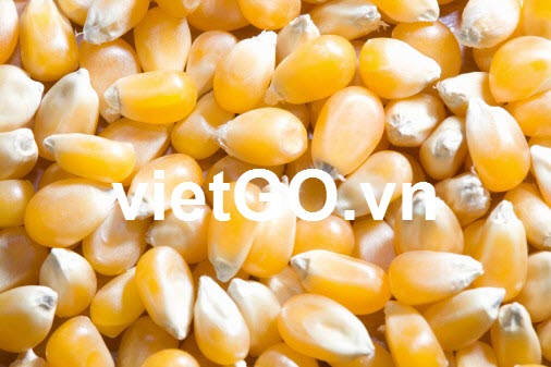 Cơ hội xuất khẩu 10 container 20ft ngô hạt sang Venezuela