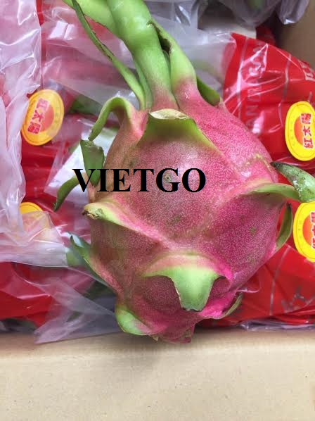 Cơ hội xuất khẩu 3 container 20ft thanh long mỗi tuần sang Trung Quốc.